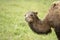 Baby bactrian camel