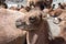 A baby bactrian camel or calve