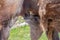 Baby Bactrian Camel feeding from the mother