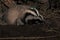 Baby Badger and mother at night.