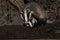 Baby Badger and mother at night.