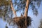 Baby bald eaglet Haliaeetus leucocephalus in a nest on Marco Island