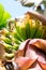 Baby bananas growing - shallow depth of field