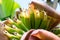 Baby bananas growing - shallow depth of field