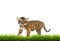 Baby bangal tiger with green grass isolated