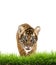 Baby bangal tiger with green grass isolated