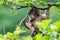 Baby Barbary macaque high up in a tree