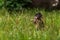 Baby Barbary macaque in the long grass