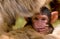 Baby Barbary Macaque (Macacus sylvanus)