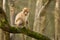 A baby barbary macaque monkey