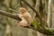 A baby barbary macaque monkey