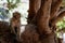 Baby barbary macaques in the wild in a tree