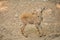 Baby barbary sheep