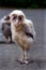 Baby Barn Owl