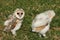 Baby Barn Owls