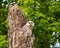 Baby Barred Owl fledging from nest in old tree in Roswell Georgia.