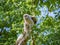 Baby Barred Owl fledging from nest in old tree in Roswell Georgia.