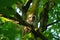 Baby Barred Owl in Forest