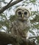 Baby Barred Owl in Ohio