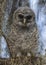 Baby Barred Owl (Strix varia) - Florida