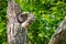 Baby Barred Owlet fledging from nest site in Roswell Georgia.