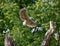 Baby Barred Owlet fledging from nest site in Roswell Georgia.