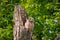 Baby Barred Owlet fledging from nest site in Roswell Georgia.