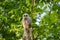 Baby Barred Owlet fledging from nest site in Roswell Georgia.