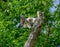 Baby Barred Owlet fledging from nest site in Roswell Georgia.