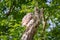 Baby Barred Owlet fledging from nest site in Roswell Georgia.