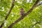 Baby Barred Owlet fledging from nest site in Roswell Georgia.