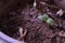 Baby Basil leaf growing in soil