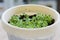 Baby basil plants in a pot