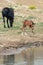 Baby bay colored male foal at the waterhole with his herd in the Pryor Mountains wild horse refuge on the border of Montana and