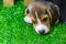 Baby Beagle dog