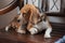 Baby beagle on orange pillow