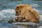 Baby-bear with his first catched fish, Katmai NP, Alaska
