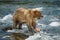 Baby bear playing with salmon, Katmai NP, Alaska