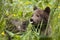 baby bear tongue out with flowers