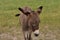 Baby Begging Burro with Shades of Gray and Brown