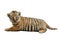 Baby bengal tiger isolated