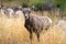 Baby Big Horn Ram in Waterton Canyon Colorado