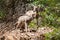 Baby Big Horn Sheep Sbilings at Waterton Canyon
