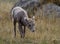 Baby bighorn sheeep lamb smelling flower