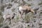 Baby Bighorn Sheep