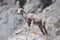 Baby Bighorn Sheep