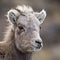 Baby Bighorn Sheep lamb close-up