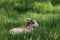 Baby Bighorn Sheep in Spring