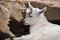 Baby billy goats butting heads