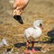 Baby bird of the American flamingo